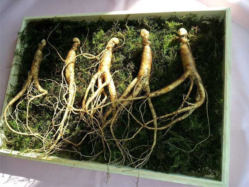 Ginseng als natürliches Potenzmittel